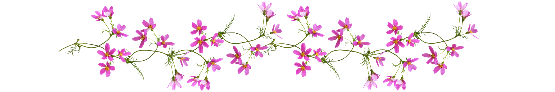 Sœurs Servantes du Saint-Cœur de Marie